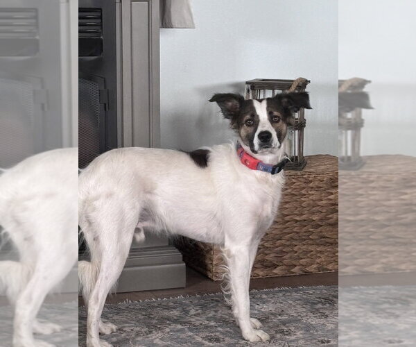 Medium Photo #1 Border Collie-Unknown Mix Puppy For Sale in Bolivar, MO, USA