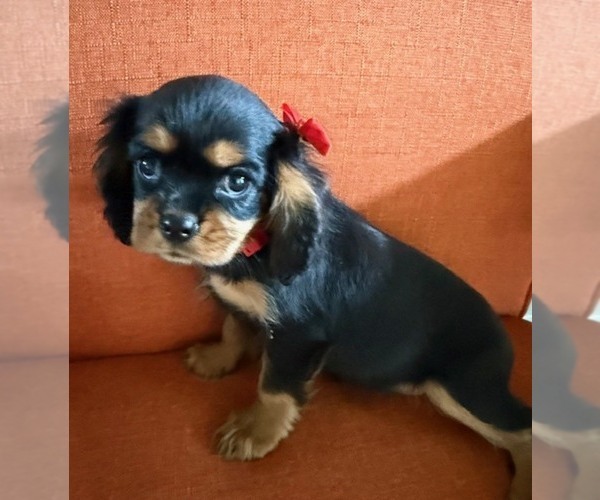 Medium Photo #7 Cavalier King Charles Spaniel Puppy For Sale in NAMPA, ID, USA