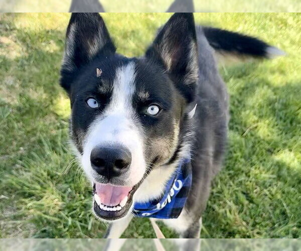 Medium Photo #1 Siberian Husky Puppy For Sale in Pueblo, CO, USA