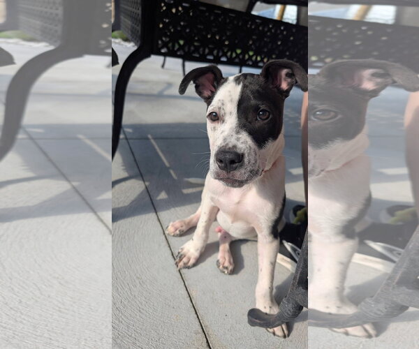 Medium Photo #6 American Pit Bull Terrier-Unknown Mix Puppy For Sale in Germantown, OH, USA