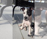 Small #5 American Pit Bull Terrier Mix