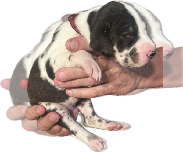 Medium Photo #16 Great Dane Puppy For Sale in WILLIS, TX, USA