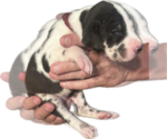 Small #1 Great Dane