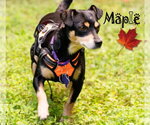 Small #4 Chihuahua Mix