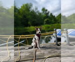 Small #1 Jack Russell Terrier