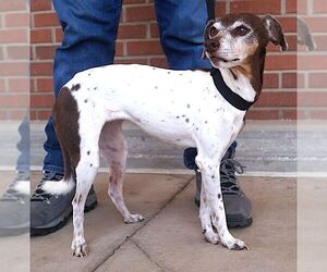 Alina - Female Jack Russell Terrier-Unknown Mix Dog for Adoption - Photo #9