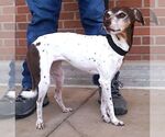 Small Photo #9 Jack Russell Terrier-Unknown Mix Puppy For Sale in Carrollton, TX, USA