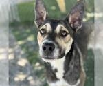 Small Australian Shepherd Mix