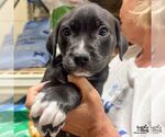 Small #3 Mutt