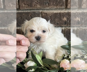 Maltese Puppy for sale in NILES, MI, USA