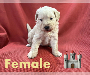 Goldendoodle-Poodle (Toy) Mix Puppy for sale in FLORENCE VILLA, FL, USA