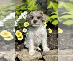 Schnoodle (Miniature) Puppy for sale in ROCK STREAM, NY, USA