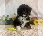 Puppy Booker Aussiedoodle Miniature 