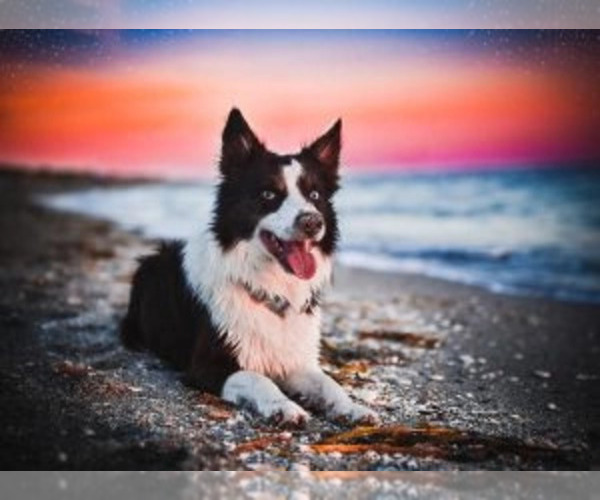 Medium Photo #1 Border Collie Puppy For Sale in CONWAY, MO, USA