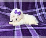 Hope - Female Bichpoo Puppy for Sale - Photo #2
