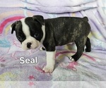 Small #4 Boston Terrier