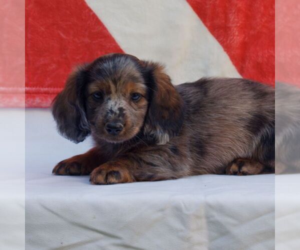 Medium Photo #1 Dachshund Puppy For Sale in HONEY BROOK, PA, USA