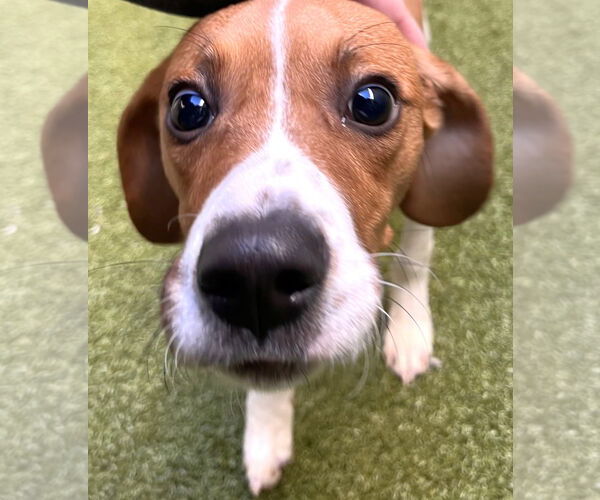 Medium Photo #5 Beagle Puppy For Sale in Dunnellon, FL, USA