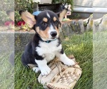 Small #1 Pembroke Welsh Corgi