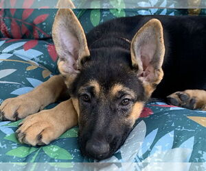 German Shepherd Dog Dogs for adoption in LAKE ST LOUIS, MO, USA