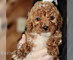 Small #4 Poodle (Miniature)