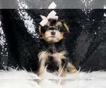 Small #3 Morkie