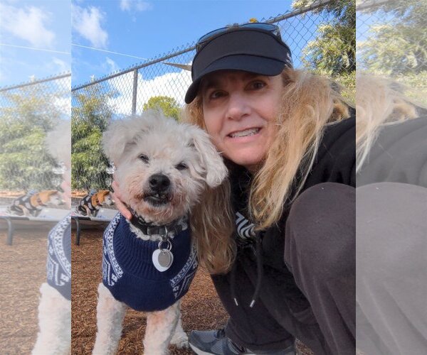 Medium Photo #5 Poodle (Miniature)-Unknown Mix Puppy For Sale in  Ramona, CA, USA