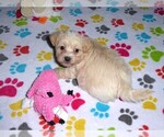 Small Photo #2 Maltipoo Puppy For Sale in ORO VALLEY, AZ, USA