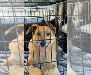 German Shepherd Dog-Unknown Mix Dogs for adoption in Jacksonville, NC, USA