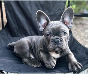 French Bulldog Puppy for sale in SECAUCUS, NJ, USA
