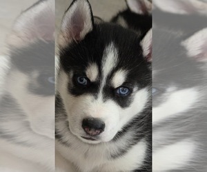 Siberian Husky Puppy for sale in PORTLAND, OR, USA