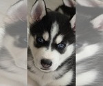 Small Siberian Husky