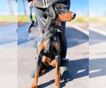 Small #1 Doberman Pinscher
