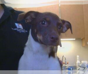 Medium Chihuahua-Parson Russell Terrier Mix