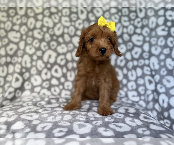 Medium Photo #11 Cavapoo (Miniature) Puppy For Sale in LAKELAND, FL, USA