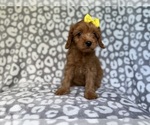Small #10 Cavapoo (Miniature)