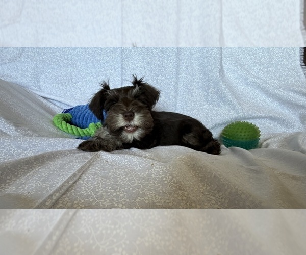 Medium Photo #12 Schnauzer (Miniature) Puppy For Sale in KNOX CITY, MO, USA