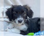 Small #1 Mutt