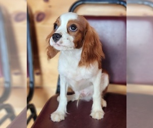 Cavalier King Charles Spaniel Puppy for Sale in CARLISLE, Kentucky USA