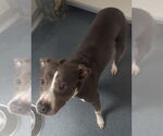 Small American Pit Bull Terrier