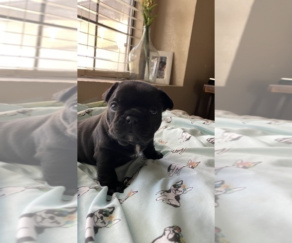 Medium Photo #671 French Bulldog Puppy For Sale in CERES, CA, USA