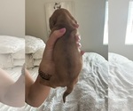 Small #2 Dachshund