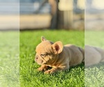 Small #14 French Bulldog