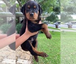 Small Photo #5 Rottweiler Puppy For Sale in SAN ANTONIO, TX, USA