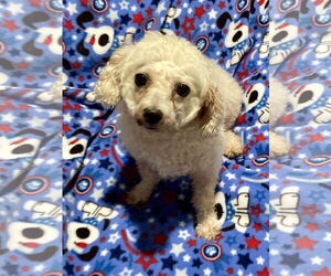 Bichon Frise Dogs for adoption in Sioux Falls, SD, USA