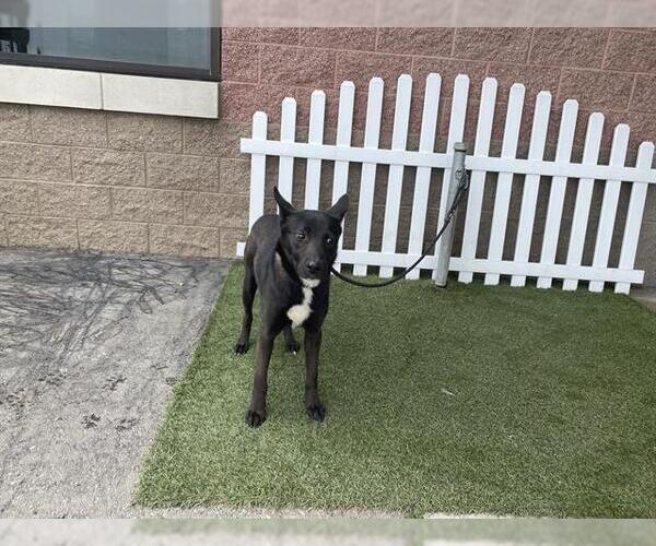 Medium Photo #1 Border Collie-Unknown Mix Puppy For Sale in Modesto, CA, USA