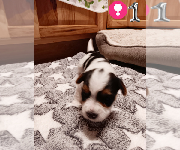 Medium Photo #8 Biewer Yorkie Puppy For Sale in GRANBURY, TX, USA