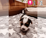 Small Photo #8 Biewer Yorkie Puppy For Sale in GRANBURY, TX, USA