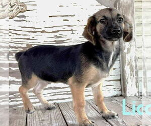 Chiweenie Dogs for adoption in Rockaway, NJ, USA