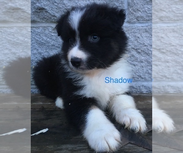 Medium Photo #8 Australian Shepherd Puppy For Sale in ARBA, IN, USA